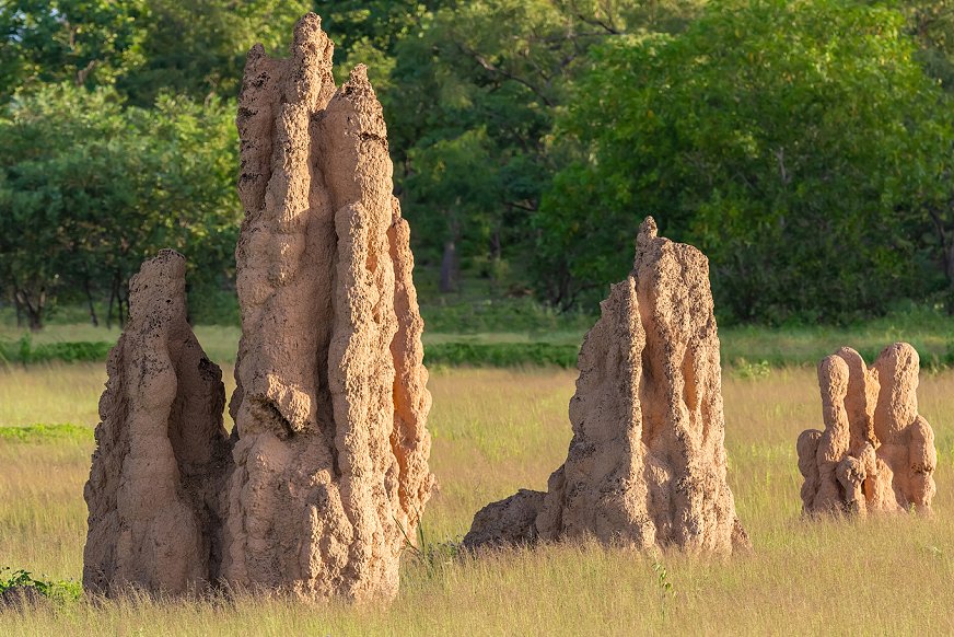 Termiters klimatreglering i sina stackar kan inspirera framtidens klimatsmarta byggnader.