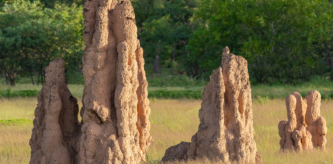 Termiters klimatreglering i sina stackar kan inspirera framtidens klimatsmarta byggnader.